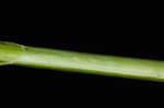 Oval-leaf sedge